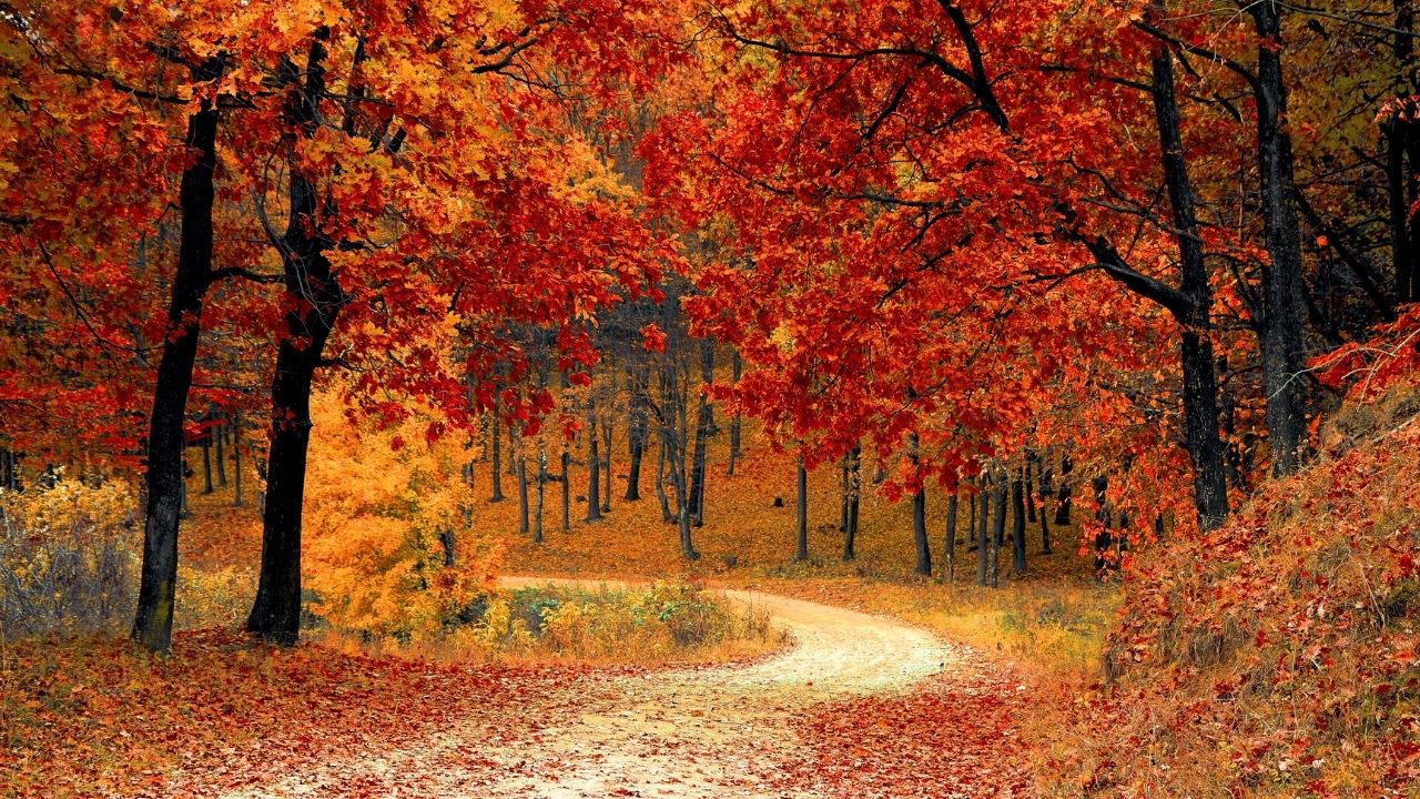El otoño cuida tu energía y tu salud con ayuda de la LNT